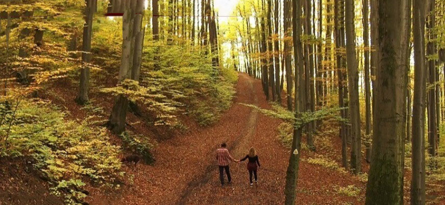 la millor fusta desl boscos nordics